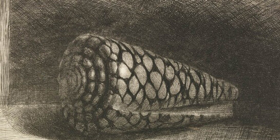 Rembrandt Harmensz van Rijn (Dutch, 1606–1669), “The Shell (Conus Marmoreus)”, 1650. Etching, drypoint and engraving. Museum purchase, gift of Dr. T. Edward and Tullah Hanley by exchange, Achenbach Foundation for Graphic Arts Endowment Fund and Anonymous Bequest. 1997.42