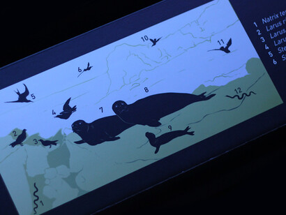 Black Sea seal. Courtesy of Grigore Antipa National Museum of Natural History