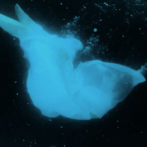 Joan Bofill, Sinking. Courtesy of Joan Bofill 