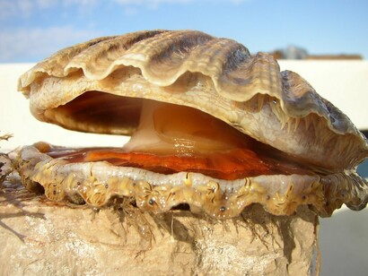 Pecten Jacobeus