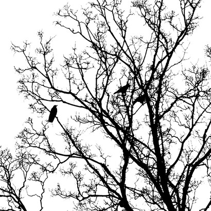 Disegni nell'Aria. 