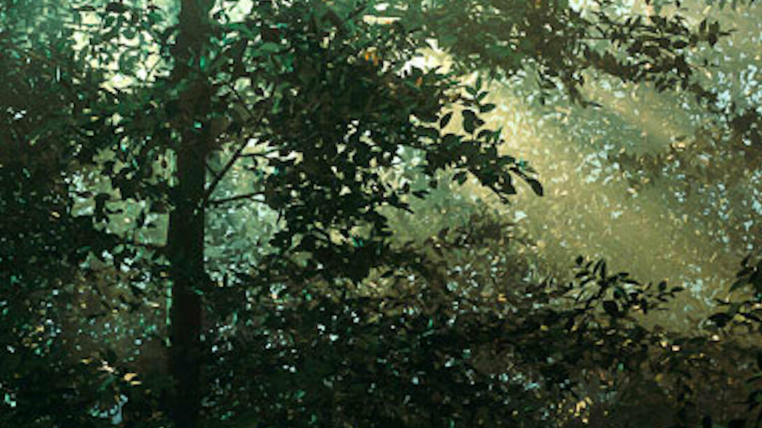Thomas Demand, German, born 1964, Clearing, 2003, chromogenic print. Courtesy of National Gallery of Art