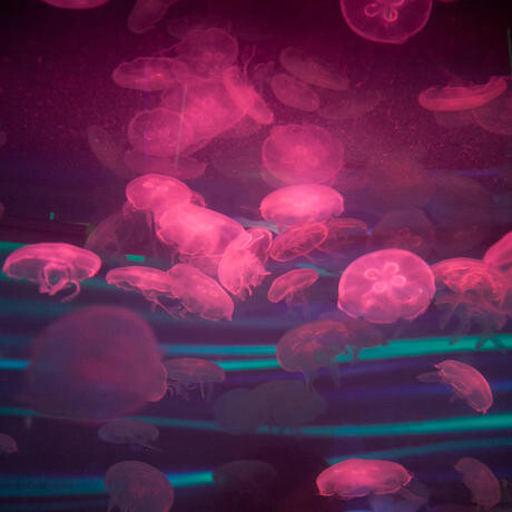 Water Planet. Courtesy of California Academy of Sciences
