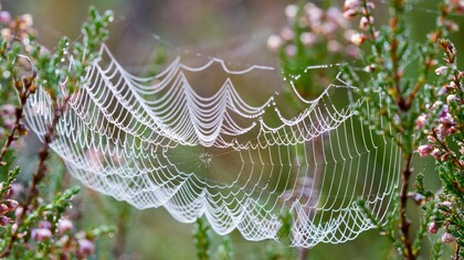 Le cose umane non si salvano attraverso la forza, ma attraverso ciò che continua a restare fragile senza smettere di esistere