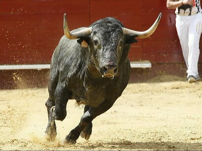 Nobleza, elegancia, fuerza: un toro de lidia al trote es siempre digno de admirar