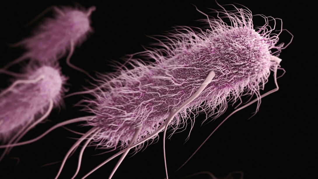 Escherichia coli est une bactérie coliforme en forme de bâtonnet, anaérobie facultative, à Gram négatif, du genre Escherichia, que l'on trouve couramment dans l'intestin inférieur des organismes à sang chaud.