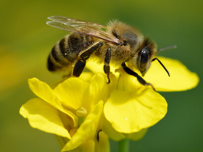 Abeja europea («Apis mellifera»), también conocida como abeja doméstica o abeja melífera