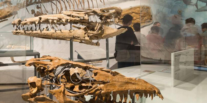 Mosasaur Hall. Courtesy of Royal Belgian Institute of Natural Sciences