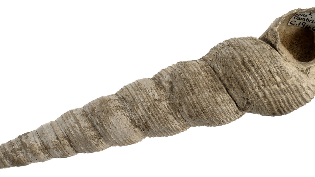 Palaeontological Collection. Courtesy of Sedgwick Museum of Earth Sciences