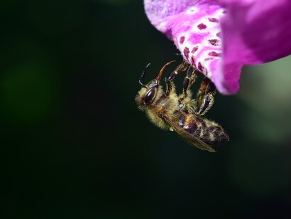 Researchers have recently engineered a version of Snodgrassella alvithis bacterium that can protect honey bees from the deadly, parasitic mites
