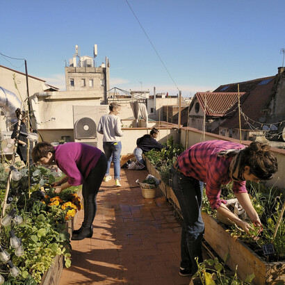 Cosecha en el primer proyecto de «Huertos in the Sky»