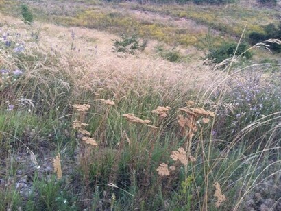 Ginestra, avena selvatica, achillea
