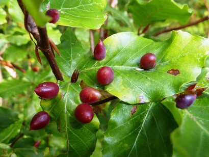 Galla di Mikiola fagi (Faggio)