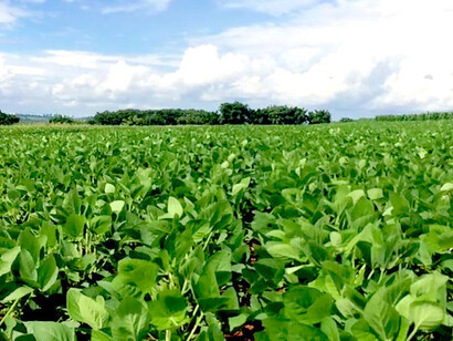 Plantação de soja, Brasil