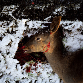 Andy Sewell, "Untitled" from the series Something Like a Nest, 2014