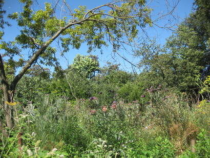 Intrecci di natura nell'orto