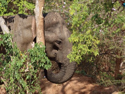 Elephant rubbing on Lunuwarana Tree © Gehan de Silva Wijeyeratne