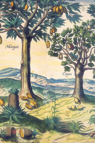 Frutas orientais em Jan Huygen van Linschoten, Itinerário, viagem ou navegação de Jan Huygen van Linschoten para as Índias Orientais ou portuguesas. Edição preparada por Arie Pos e Rui Manuel Loureiro, Lisboa, CNCDP, 1997