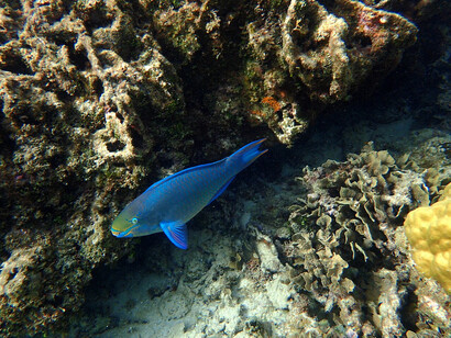 Roatán's marine life is rich. It's possible to encounter reef fish, sea turtles and rays while diving
