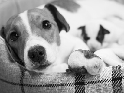 Si la hembra no ha llegado a tener contracciones antes de la cesárea, es posible que rechace a sus cachorros