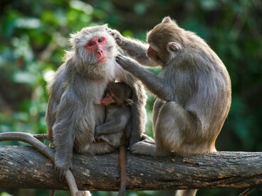 Macacos compartilham um momento de aconchego, demonstrando confiança mútua. Talvez seja exatamente isso que buscamos ao longo da vida, alguém, ou um grupo, que nos acolha de verdade