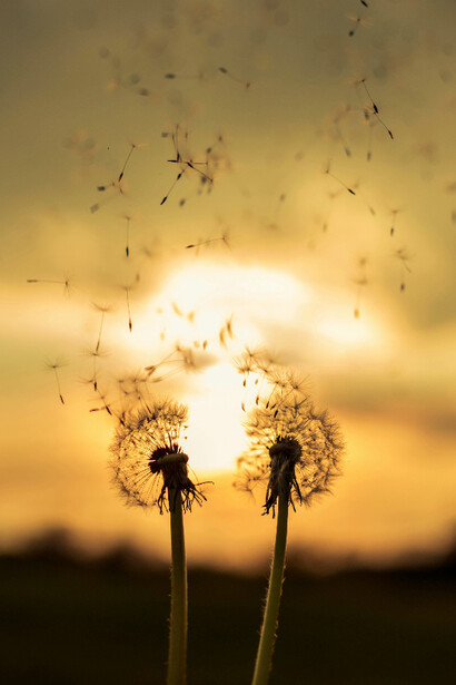 Dandelion seeds in motions symbolizing the effect of a mentor’s guidance 