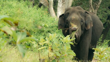 Elephant-friendly tea estate, Assam, India