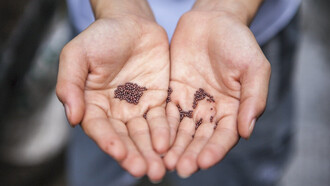 Person with a handful of small seeds