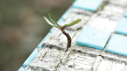 Life always finds a way