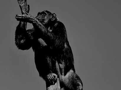 Chimpancé