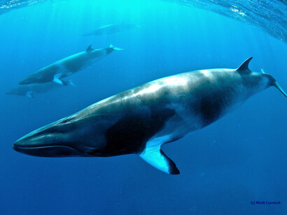 Dwarf Minke Whale © Matt Curnock