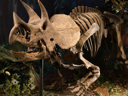 Dinosaurs in their Time. Courtesy of Carnegie Musuem of Natural History