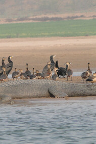Wildlife on the River Sutlej