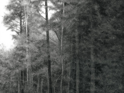 Sue Bryan, Woodside (Roadside), detail, 2013, charcoal and carbon on Arches paper, 15 x 15 inches unframed
