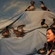 Birds of New Brunswick. Courtesy of New Brunswick Museum