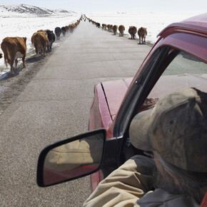 Lucas Foglia, Moving Cattle to Springtime Pasture, Boulder Wyoming 2011, digital c-print on Fuji Crystal Archive paper mounted on Dibond. Courtesy of Robischon Gallery