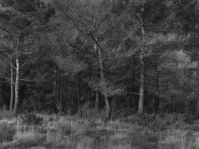 Harry Callahan. Courtesy of Robert Mann Gallery