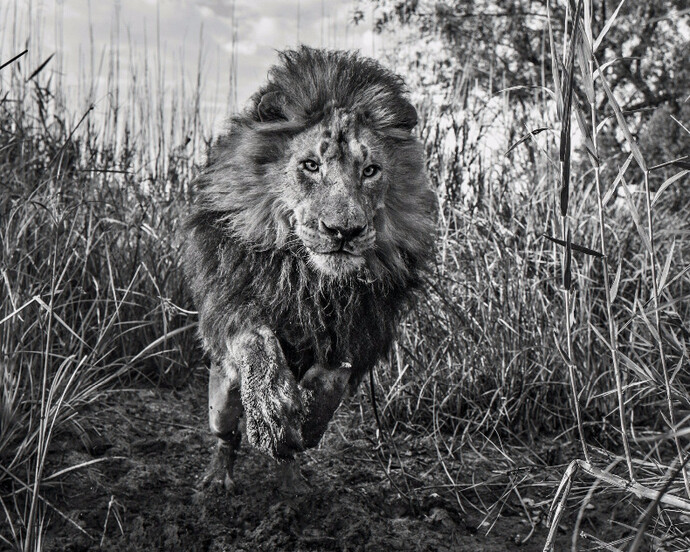 David Yarrow. Courtesy of Maddox Gallery