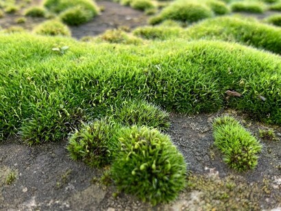 I muschi assorbono l’acqua dall’aria molto umida