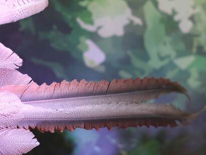 The Malaysian fauna. Courtesy of Grigore Antipa National Museum of Natural History