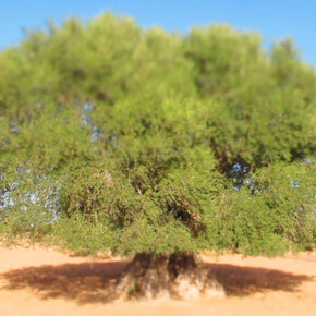 Younès Rahmoun, Zaytuna, vidéo, 2014