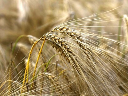 Spighe di riso in un campo prima di essere raccolte