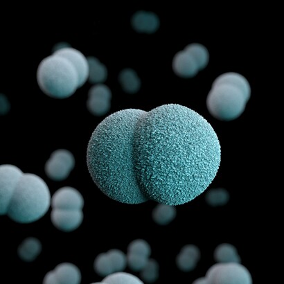 Meningococo («Neisseria meningitidis»), bacteria gramnegativa