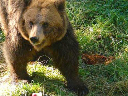 L'orso è il carnivoro terrestre di maggiori dimensioni esistente al mondo