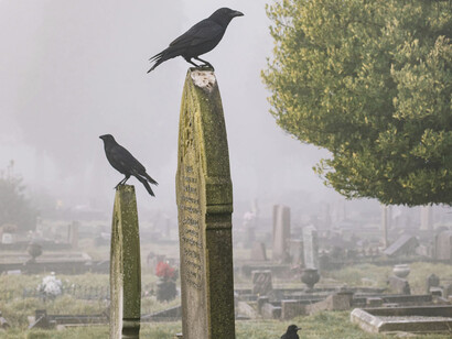 Cuervos en un cementerio