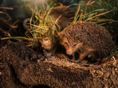 The Animal Kingdom on Earth. Courtesy of Haus der Natur 