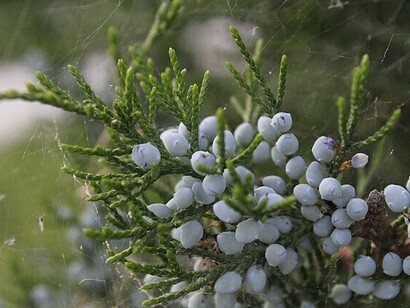 Juniperus at Zaamin National Park, the city of Zaamin, Jizzakh region, Uzbekistan