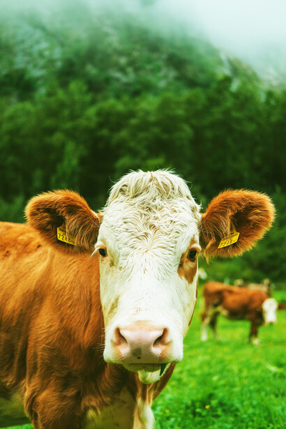 Mucca. Carne coltivata: l'alternativa sostenibile alla produzione tradizionale di carne