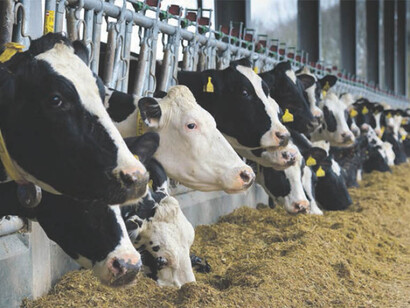 Farmed animals