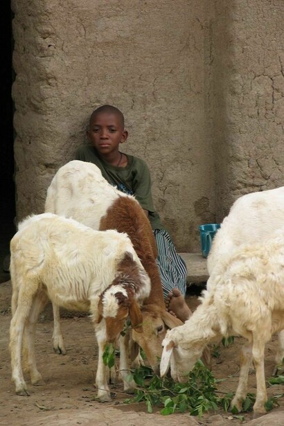 Un bambino sfama le sue capre. Foto di Giovanni Sacchetti